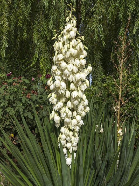 מלון קרבקה דה לה קרוז Jardines De Casablanca מראה חיצוני תמונה