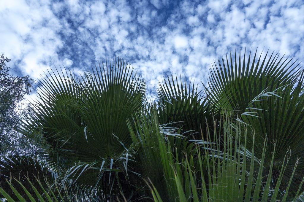 מלון קרבקה דה לה קרוז Jardines De Casablanca מראה חיצוני תמונה